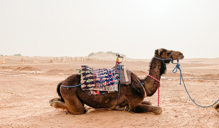 camello en el desierto de marruecos